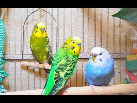 Rare unique 4 Hr recordings of happy pet budgies singing.  Unique chirppings of budgies’ sounds.