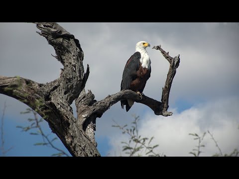 Birds of Northern South Africa part 3