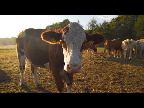 Das Gut Vorder Bollhagen - eine Reportage