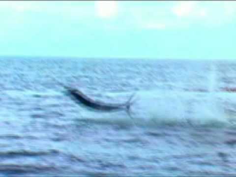 Kayak Fishing: Monster Marlin with Bluewater Jon Schwartz