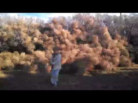 TUMBLEWEED WARS! (YTO 258)