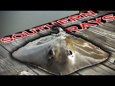 Pier Fishing For Stingrays
