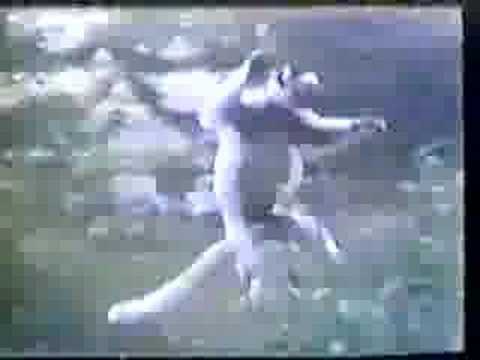 cazin humor zivotinje