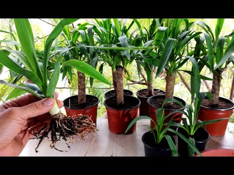 , title : 'How to propagate Yucca plant from cutting'