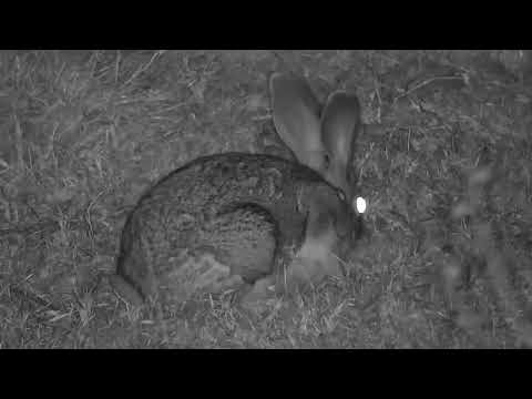 Djuma: Scrub Hare feeding - 20:28 - 08/14/2023