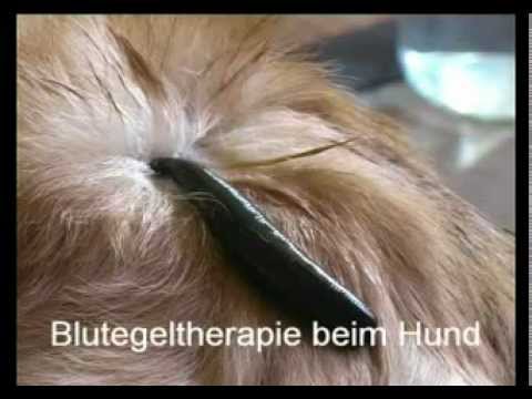 Nordic Walking mit Stöcken in der Hüfte Coxarthrose Fermatrona ein Schuss in den Kniegelenken