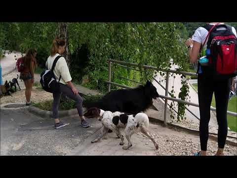 SAME FIRE AGILITY CSAPAT KIRÁNDULÁS 2021.08.20 - Legendary of Jet Black Mithos