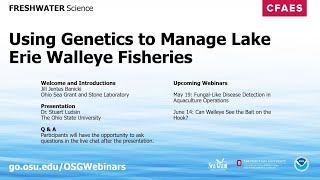 Freshwater Science: Using Genetics to Manage Lake Erie Walleye Fisheries