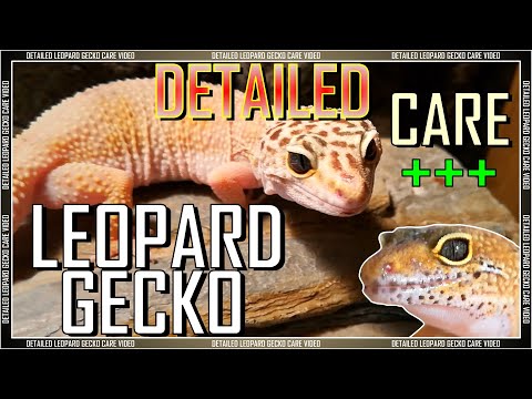 Gekon leopardí (Eublepharis macularius) — podrobný chovateľský návod