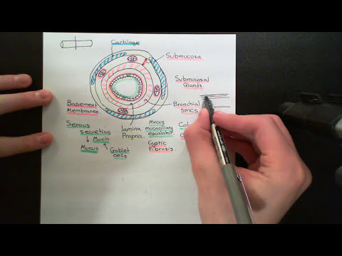 The Anatomy and Histology of the Lungs Part 2
