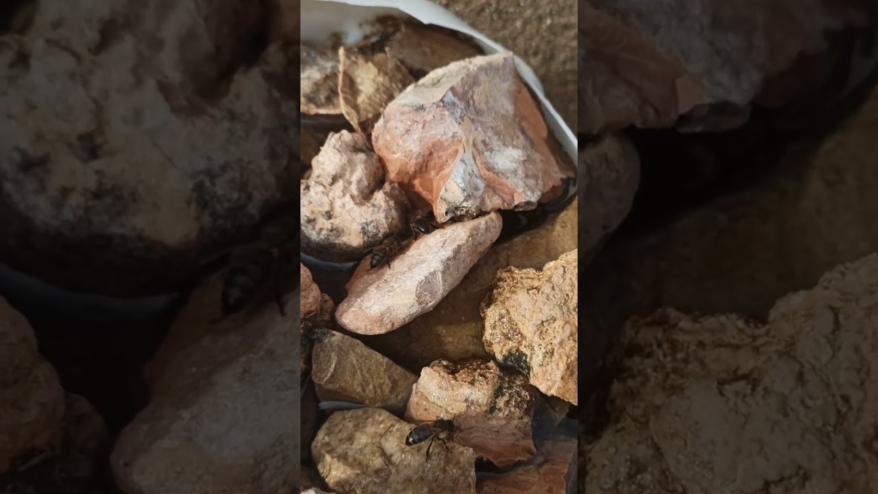 لماذا يخرج النحل بقوة بعد الامطار ؟