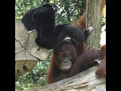 gibbon and orangutan chilling.