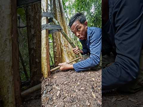 Clamp traps dramatic #alanhwild #trap #survival #bushcraft