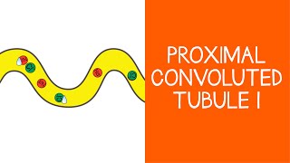 2.2 Renal: Proximal Convoluted Tubule, Part 1