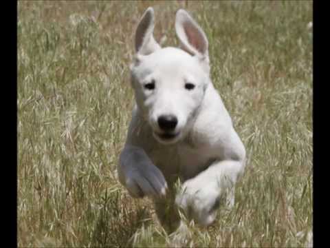 Greyhound