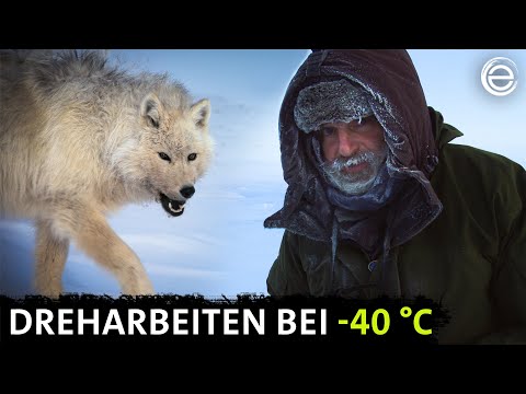 Polarwölfe ‒ Das Making-of | Erlebnis Erde