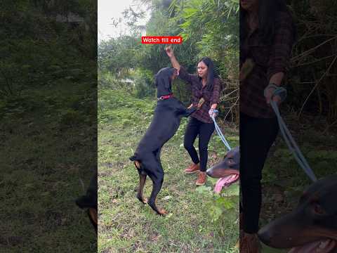 Doberman attack #shortvideo #trending #viral #doberman #short@MOMentumBySuko
