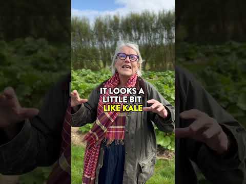 All about the wonderful vegetable Sea Kale, (Crambe maritima) with Darina Allen