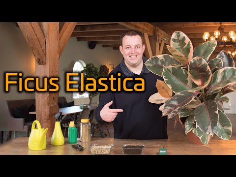 , title : 'Tips voor de verzorging van je Ficus Elastica'