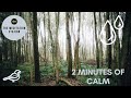 2 Minutes of Calm | Nature Sounds 2 Mins | Relax/Relaxation | Birds Singing/ /Peace/Meditation |