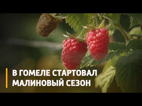 В Гомельской области стартовал малиновый сезон видео