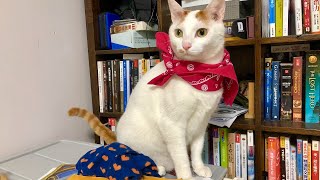 [實況] 奕哥 挑戰單人三排 晚點競技場