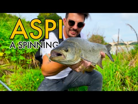 Pesca a Spinning sul FIUME TICINO a PAVIA - Attacchi TOP WATER di ASPI e SILURI