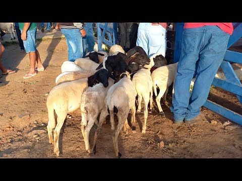 CARNEIRO COM FORÇA NA FEIRA EM BARRA DE SANTA ROSA-PB 