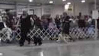 preview picture of video 'Toy Poodles Blondie and Lucy at Albany Dog Show'