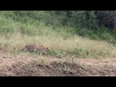 Leopard Video - Safari Tourists spot a leopard with Bushbuck Safaris Tanzania