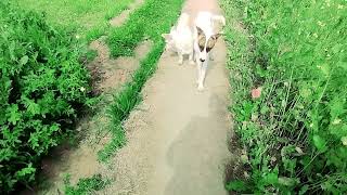 Baby Girl Is Being Raised By Six German Shepherds | The dodod,IAN