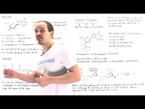 Nucleosides and Nucleotides