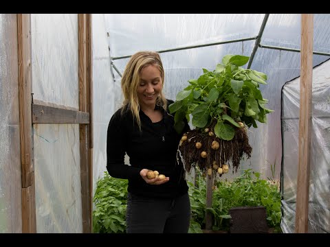 Sätter färskpotatis i april för skörd i maj zon 5 - Självhushållning i tunnelväxthus