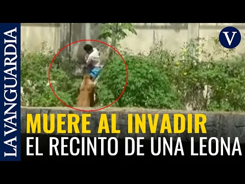 A man dies after invading a lioness's enclosure at a zoo in Brazil.