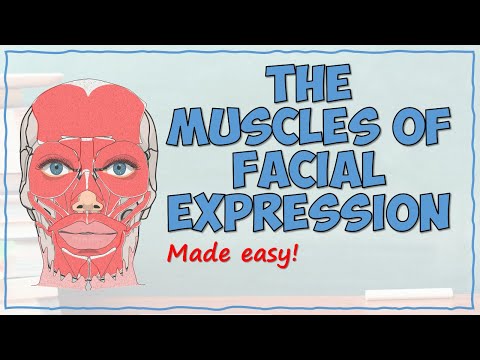 The Muscles of Facial Expression
