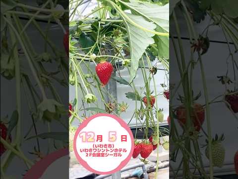 【12月5日（土）　いわき市で開催！】食べて楽しく学べる！食と放射能に関する説明会(個人向け)