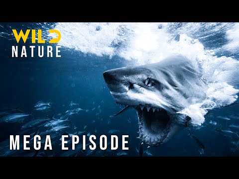 THE CORAL TRIANGLE - Ocean’s Ruthless Arena of Survival (Full Episode) | Nature Animal Documentary