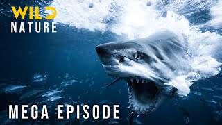 YouTube search query: "economic impact of coral reef decline"