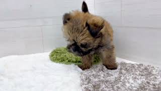 ハーフ犬の動画01