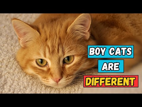 I Bet You Don’t Know These Secrets About Male Cats | 99% of Owners Get This Wrong!