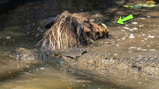 Crocodilo ataca javali-africano e isso acontece!!!