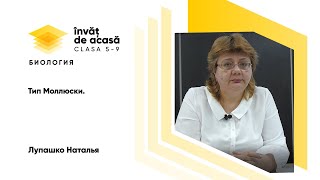 "Тип Моллюски"