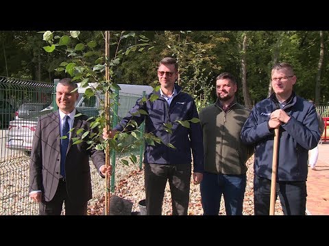 Fákkal a könnyebb gyógyulásért