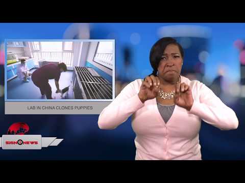 LAB IN CHINA CLONES PUPPIES (ASL - 12.26.17)