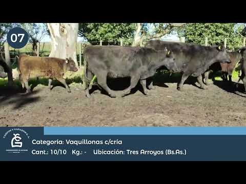 Lote VQ C/Cria - Tres Arroyos Bs As