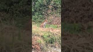 #きつね #狐 #野生動物 #animals #wildlife #fox #癒し #ホンドギツネ #nature #茶色 #小動物