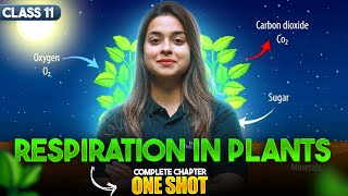 Respiration in Plants Class 11 One Shot | NCERT Biology Full Chapter Explanation | CBSE 2024-25