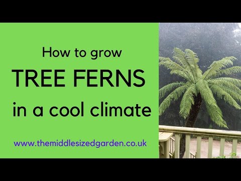 image-Is there a fern tree?