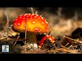 Breathtaking Fungi 🍄🍂 Beautiful Nature Scenery & Relaxing Music 🍂
