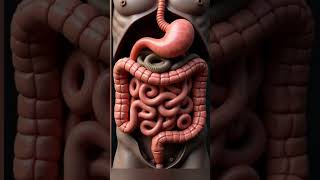 What Happens When Parasites Invade Your Gut? | 3D Animation Explained